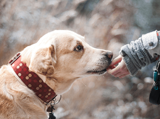probiotiques pour chien